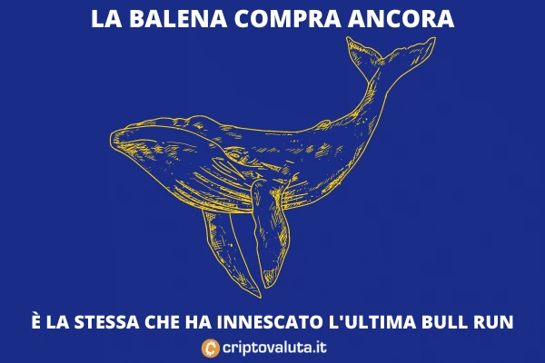 BItcoin balena acquisti - scoop di Criptovaluta.it