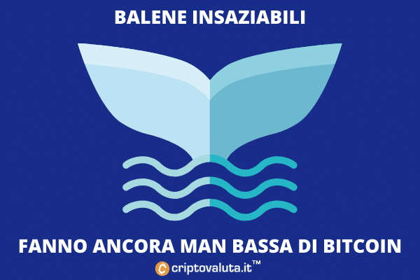 broker de balene bitcoin)