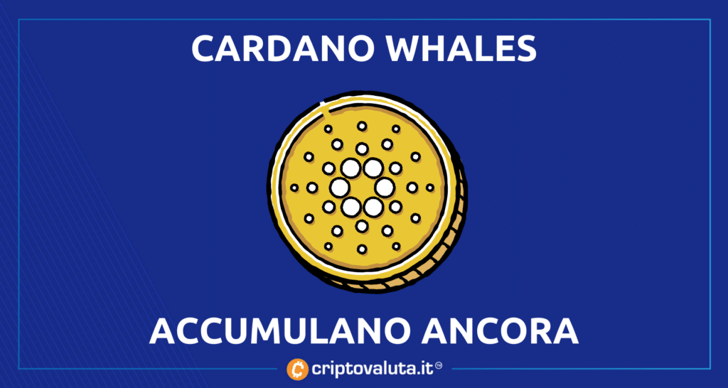 Cardano Whales accumulano - analisi di Criptovaluta.it