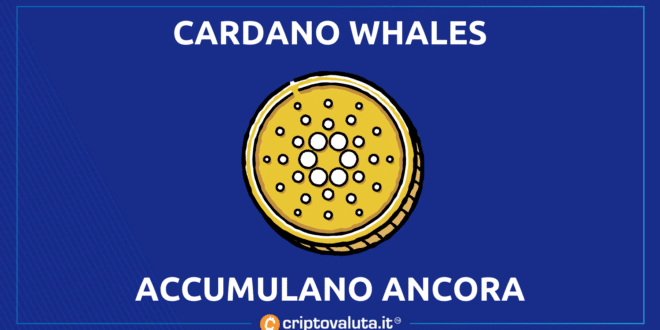 Cardano Whales accumulazione