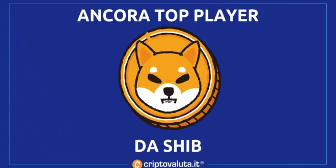 TOP PLAYER SHIBA INU