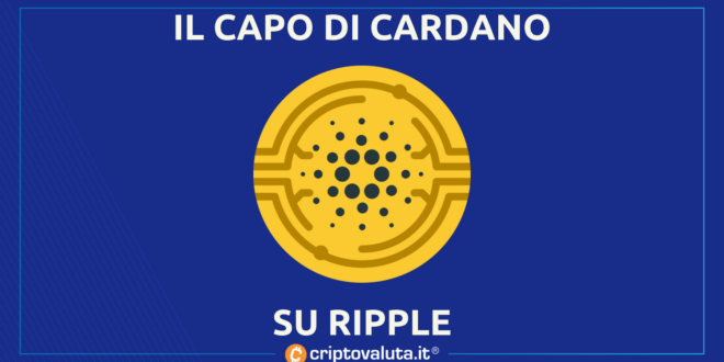 CAPO CARDANO RIPPLE