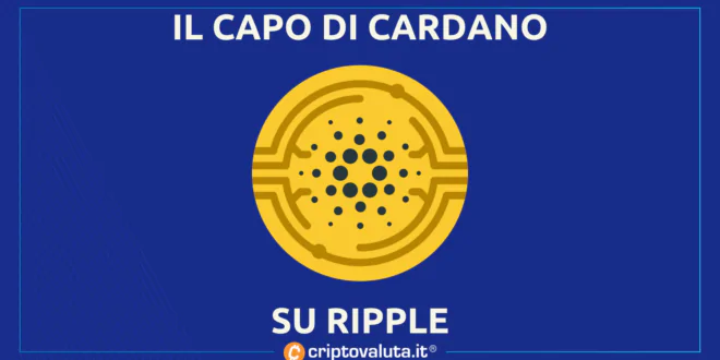 CAPO CARDANO RIPPLE