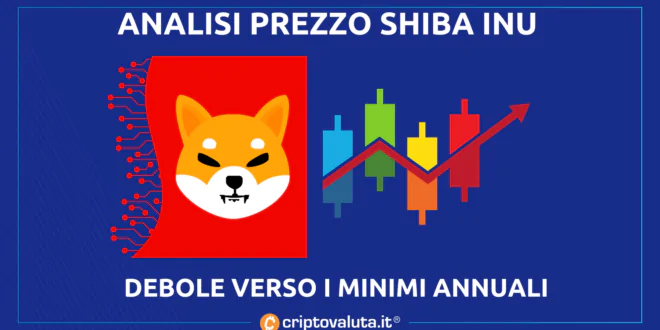 shiba inu