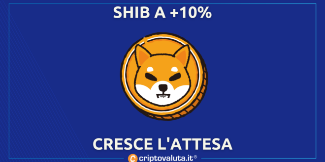 SHIBA CRESCE ATTESA