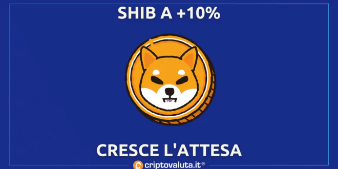 SHIBA CRESCE ATTESA