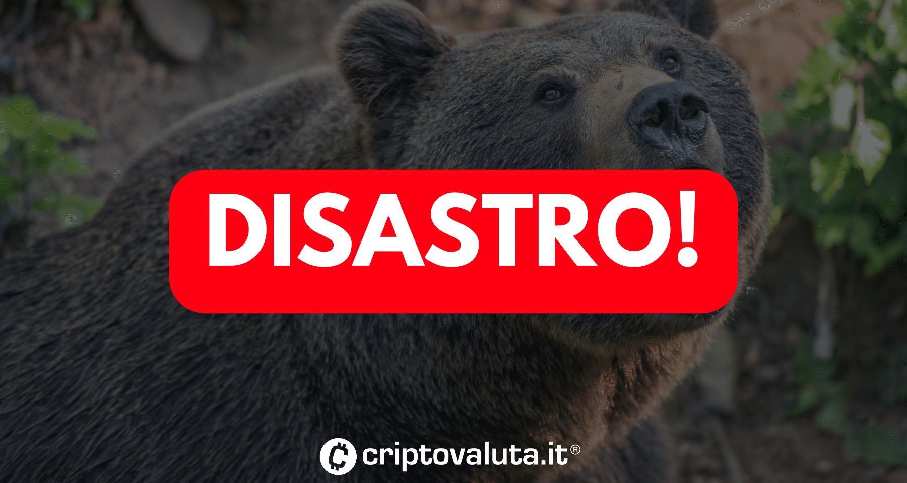 Crollo crypto: tengono solo Bitcoin e Ethereum | Disastro alt!