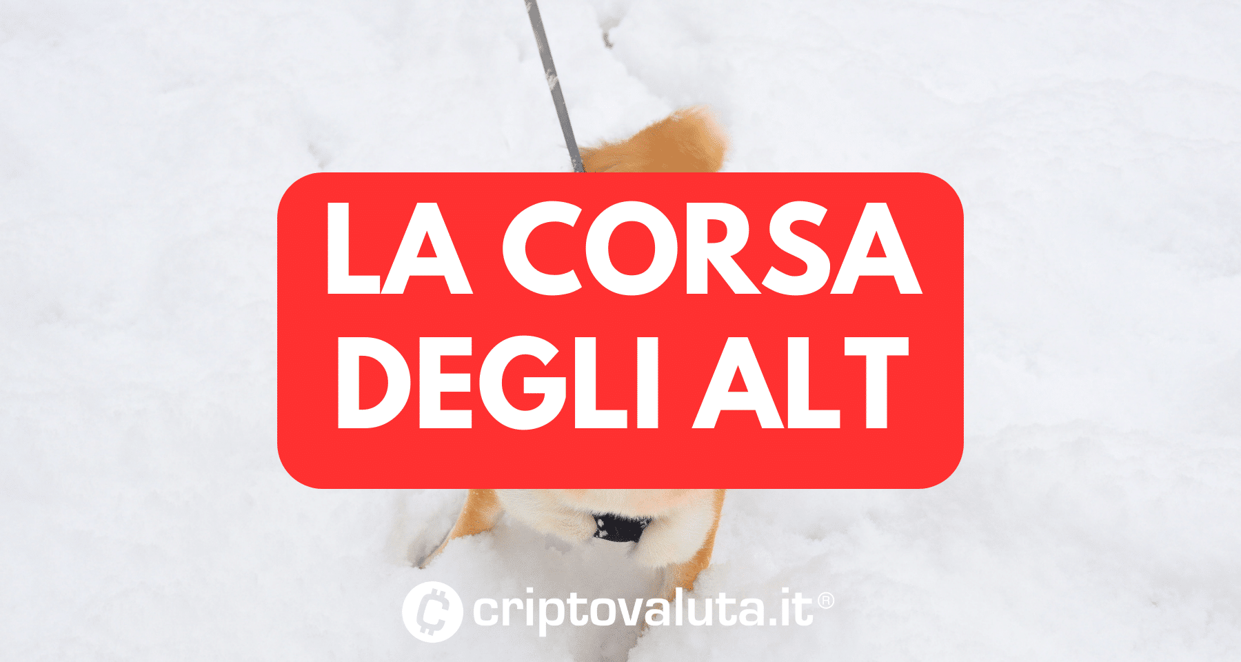 Crypto news: riscossa alt | Guidano Shiba, Gala, Dogecoin, Avax e...
