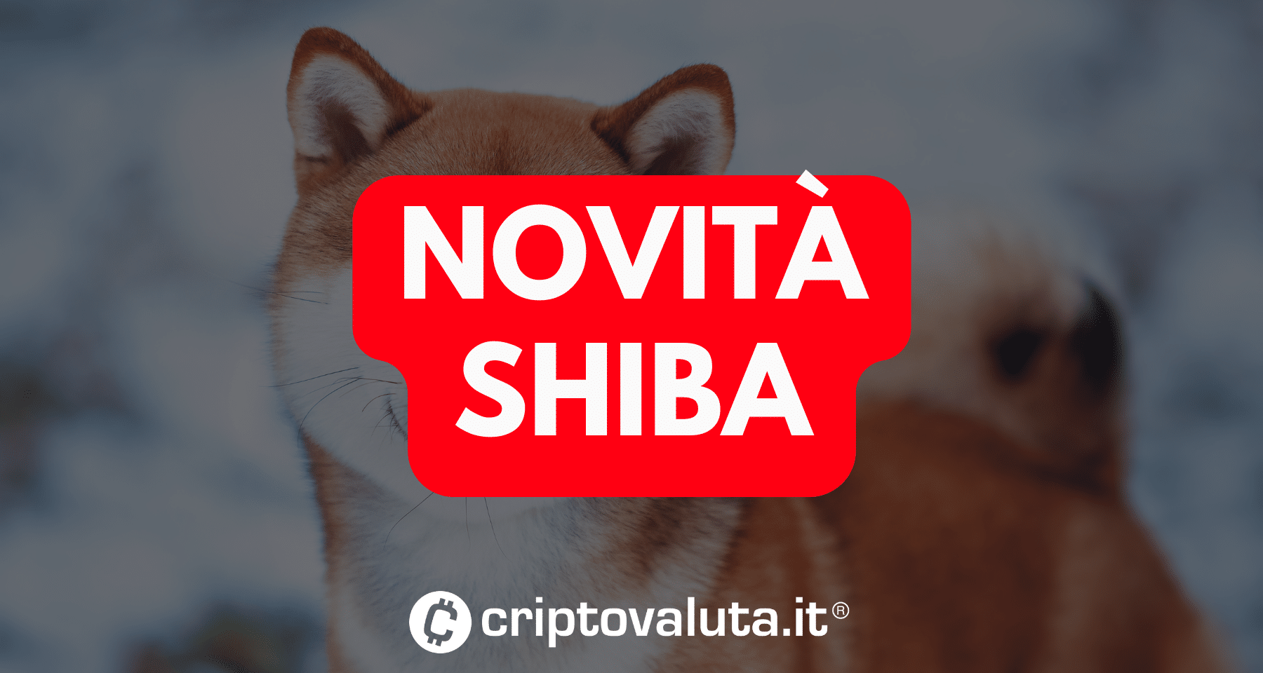 Shiba: grande NOVITÀ su Shibarium | Crypto token a +30%