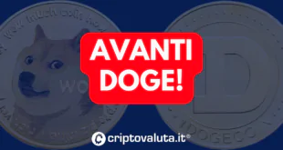 AVANTI DOGE