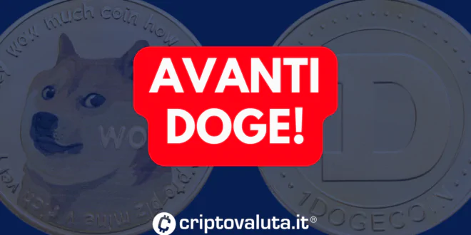 AVANTI DOGE