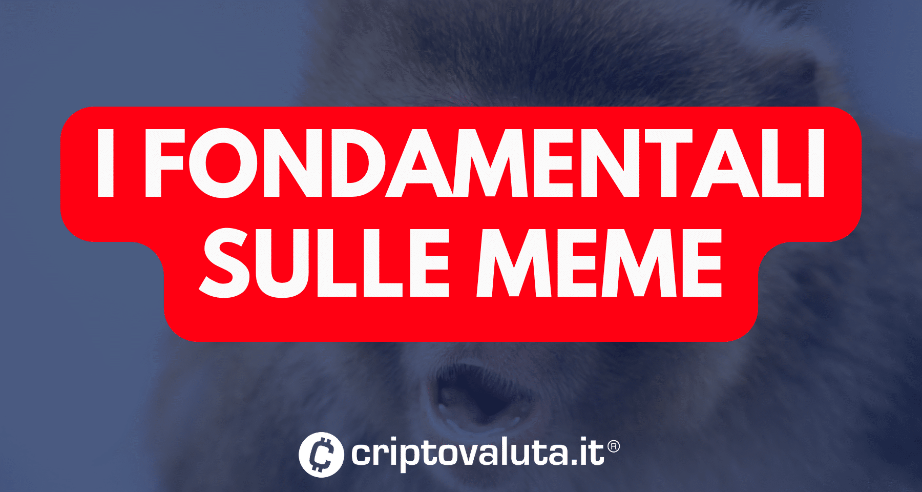 Crypto meme: cosa ci dicono i fondamentali? Un'analisi del mercato in attesa di questo DATO