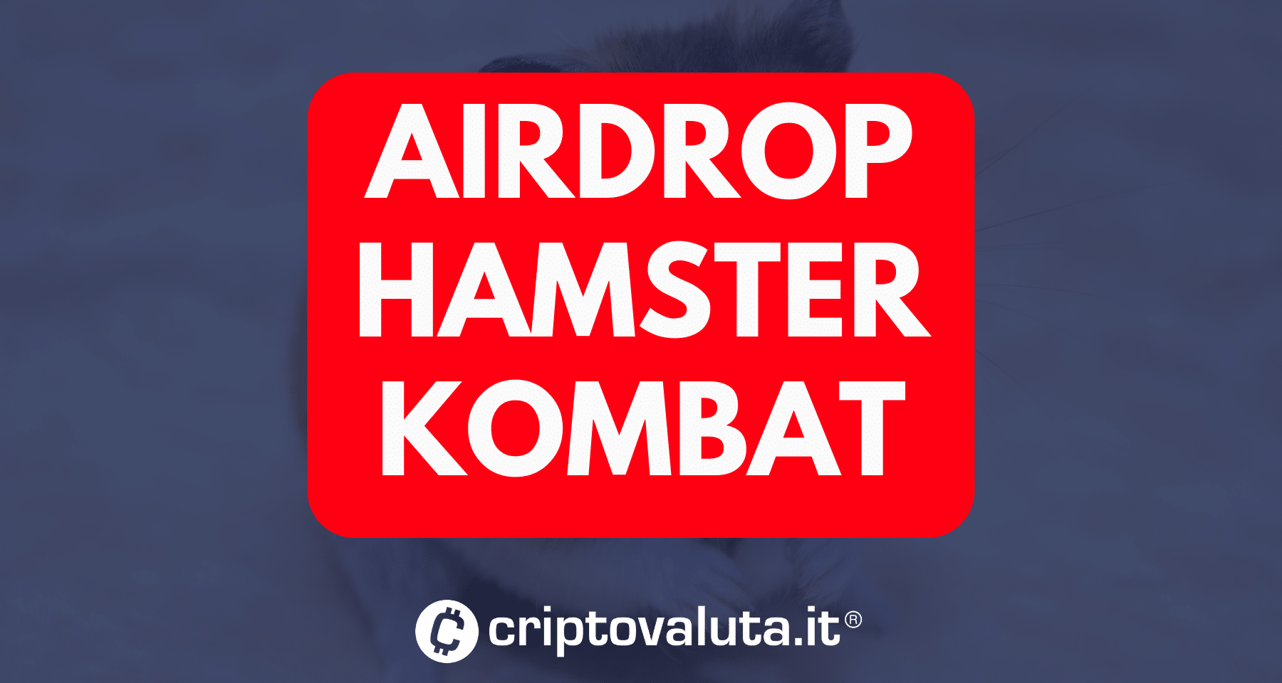 Airdrop Hamster Kombat: ultime novità! Come partecipare, quanto si ottiene, come collegare il wallet