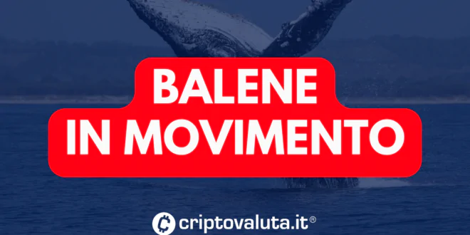 Balene in movimento up