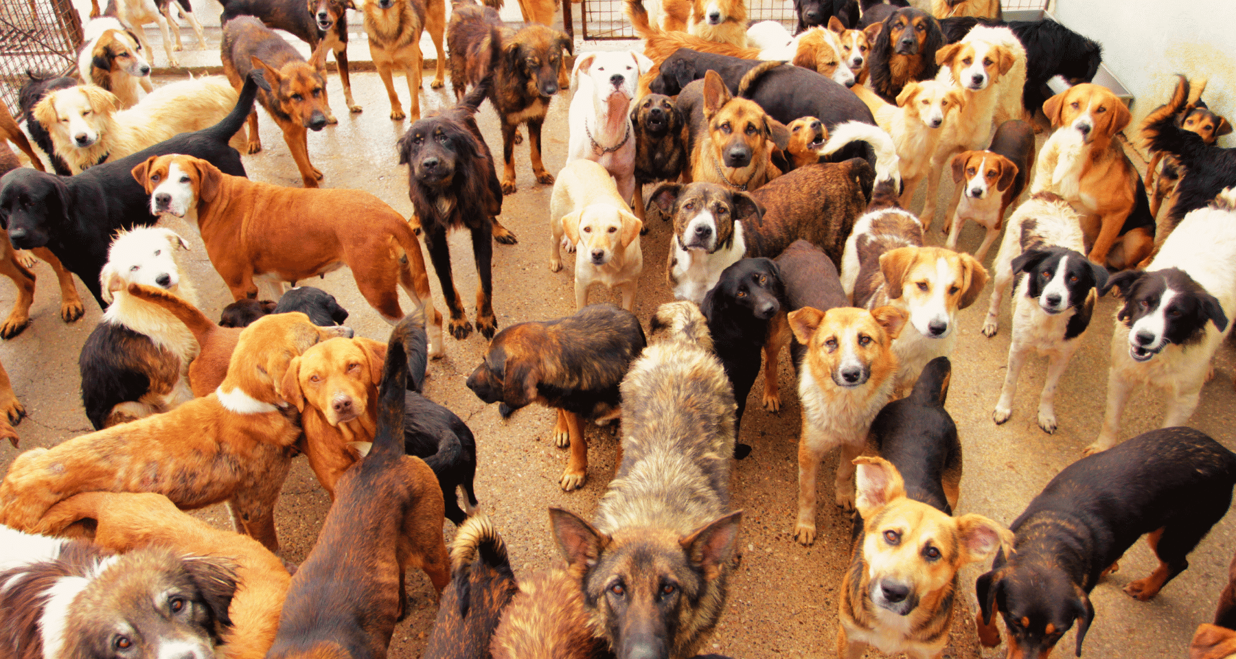 Dogs: ecco perché c'è MAXI HYPE sulla nuova crypto