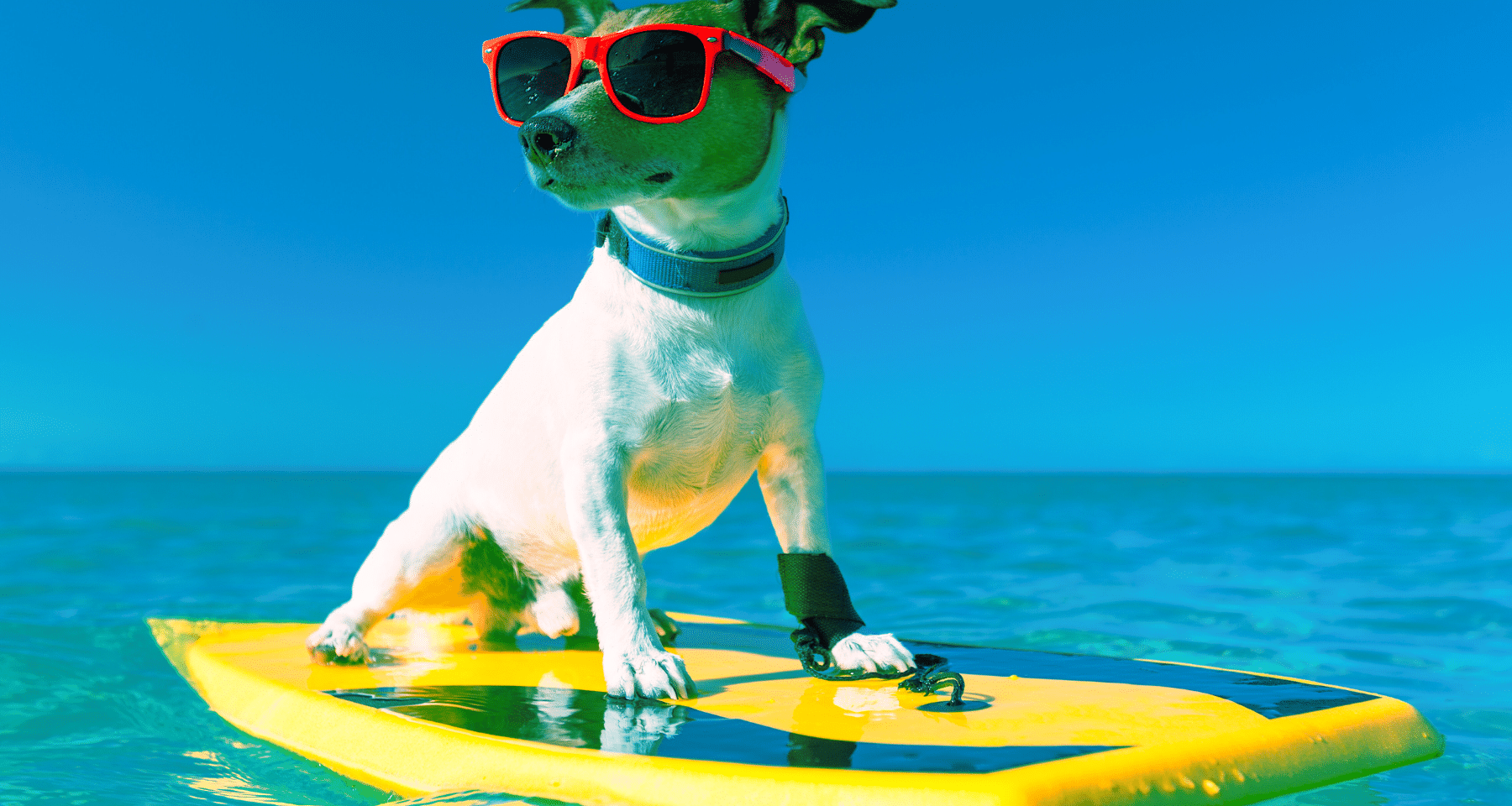 Oggi il lancio di DOGS: hype a 1.000 - e puoi ottenerli GRATIS da QUI