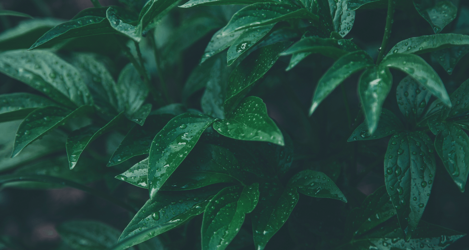 Criptovalute Green: Migliori progetti ecosostenibili [TOP Eco-Friendly]