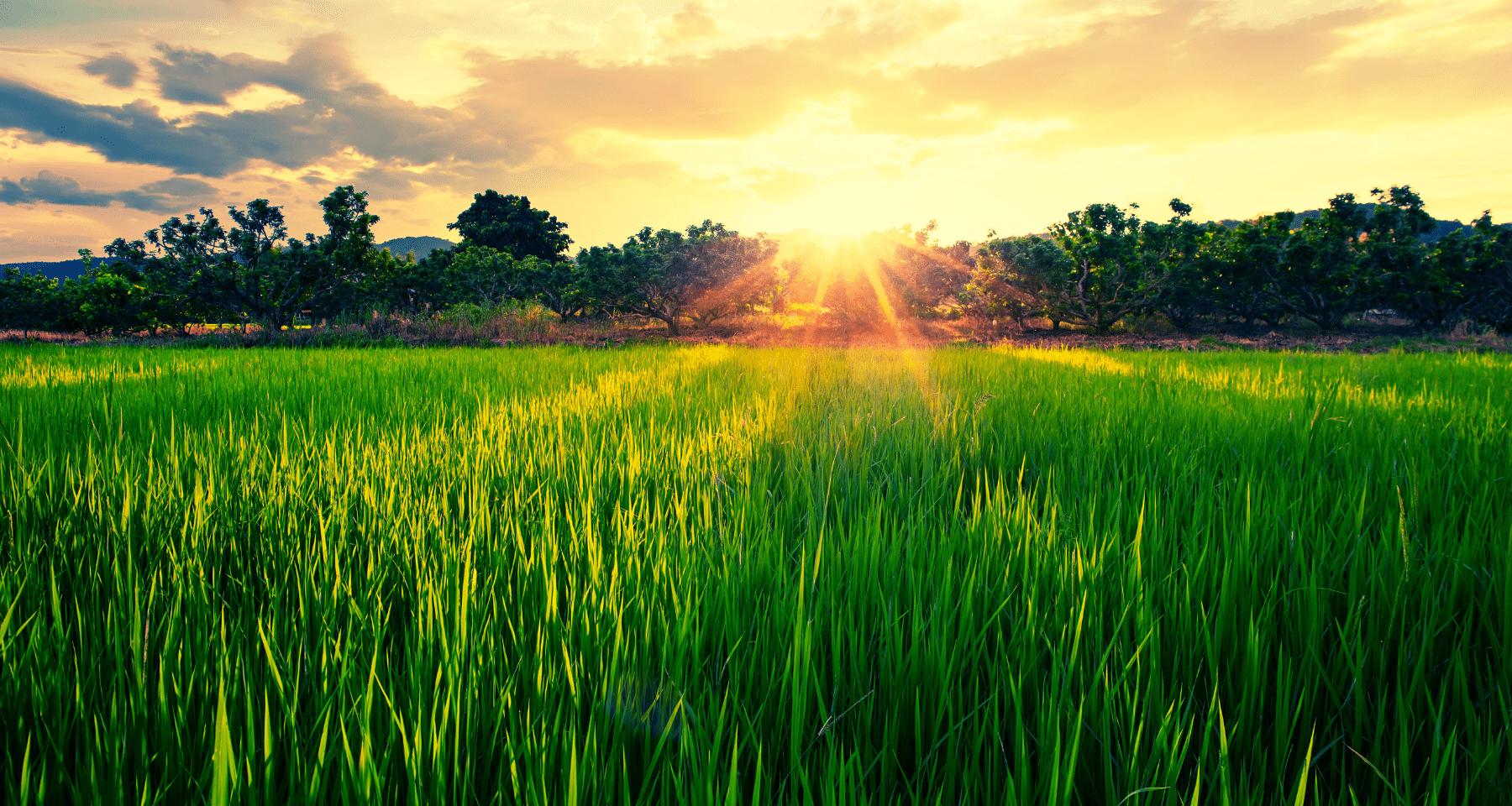 Tether investe in agricoltura: 100 milioni su Adecoagro dal gigante crypto