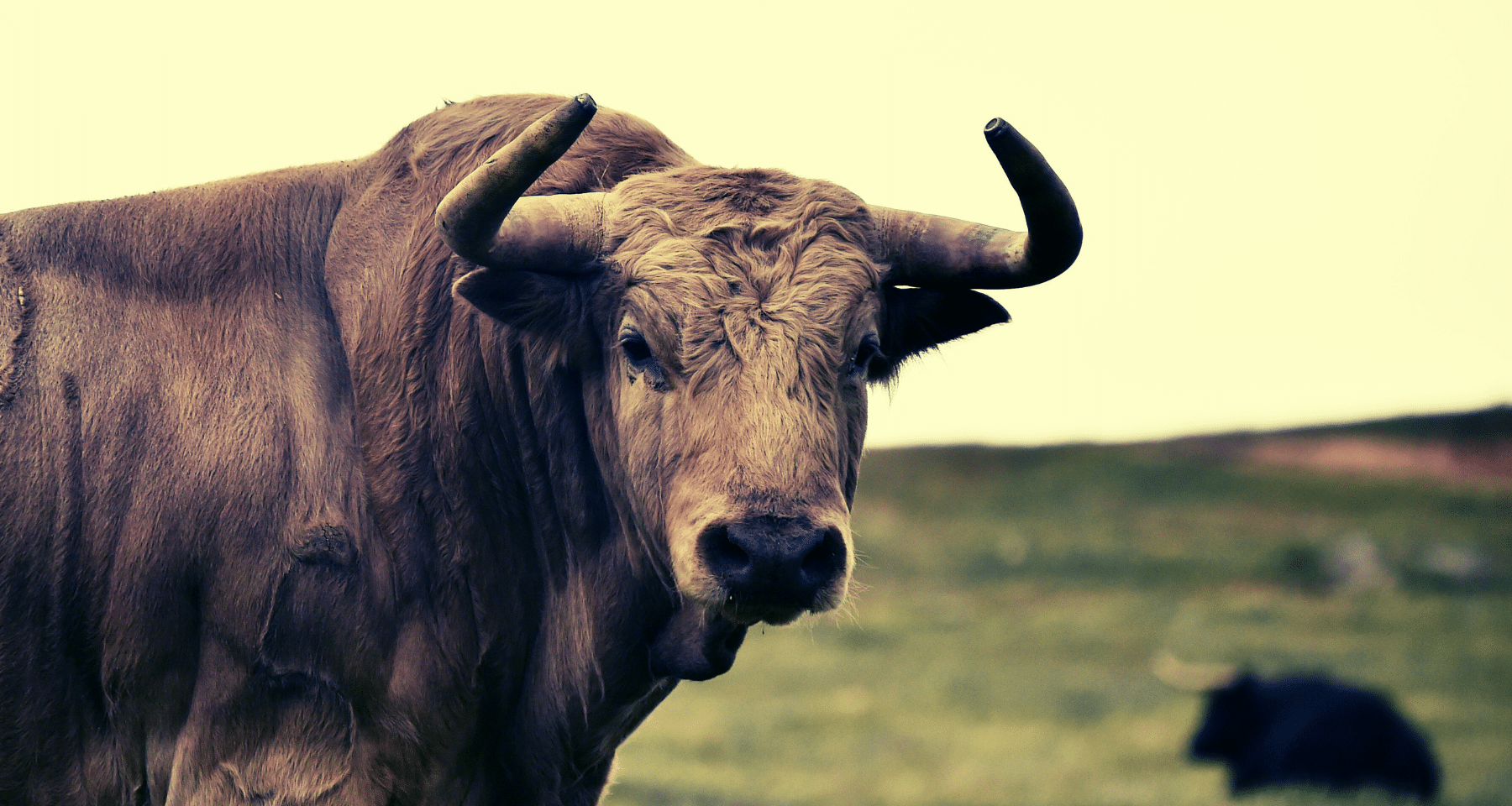 Algorand: è BULL RUN TOTALE. +50% in 7 giorni. Qui ti spieghiamo perché (e quanto durerà)