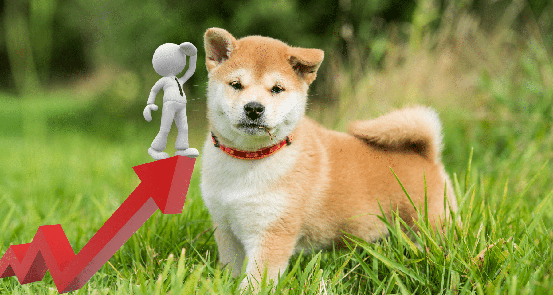 Shiba Inu Coin: per ora SALE ma NON VOLA! Ecco cosa aspettarci adesso  [Analisi prezzi] - Criptovaluta.it®
