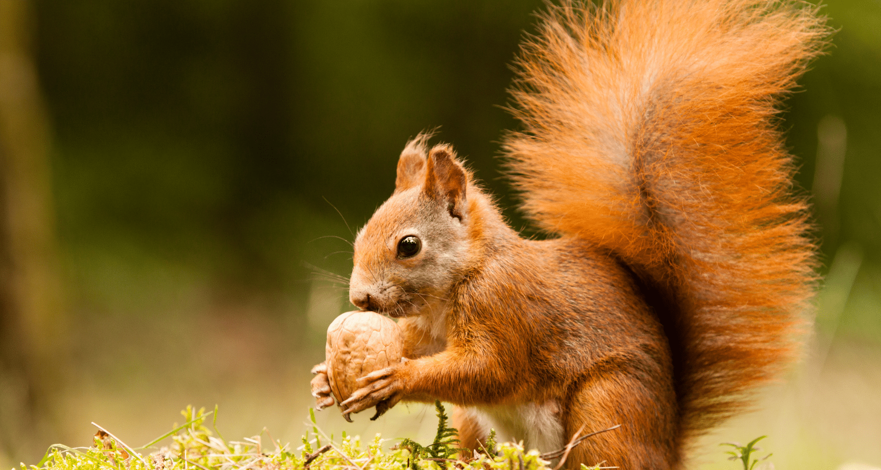 Peanut lo scoiattolo assassinato: nasce (e muore) una crypto meme su Solana
