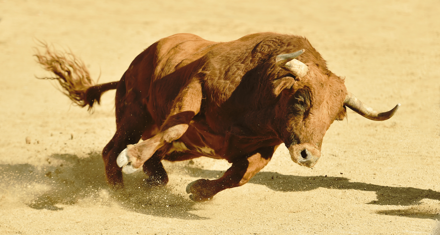 BGB: la crypto di Bitget è tra le migliori della Bull run. Ti spieghiamo il perchè