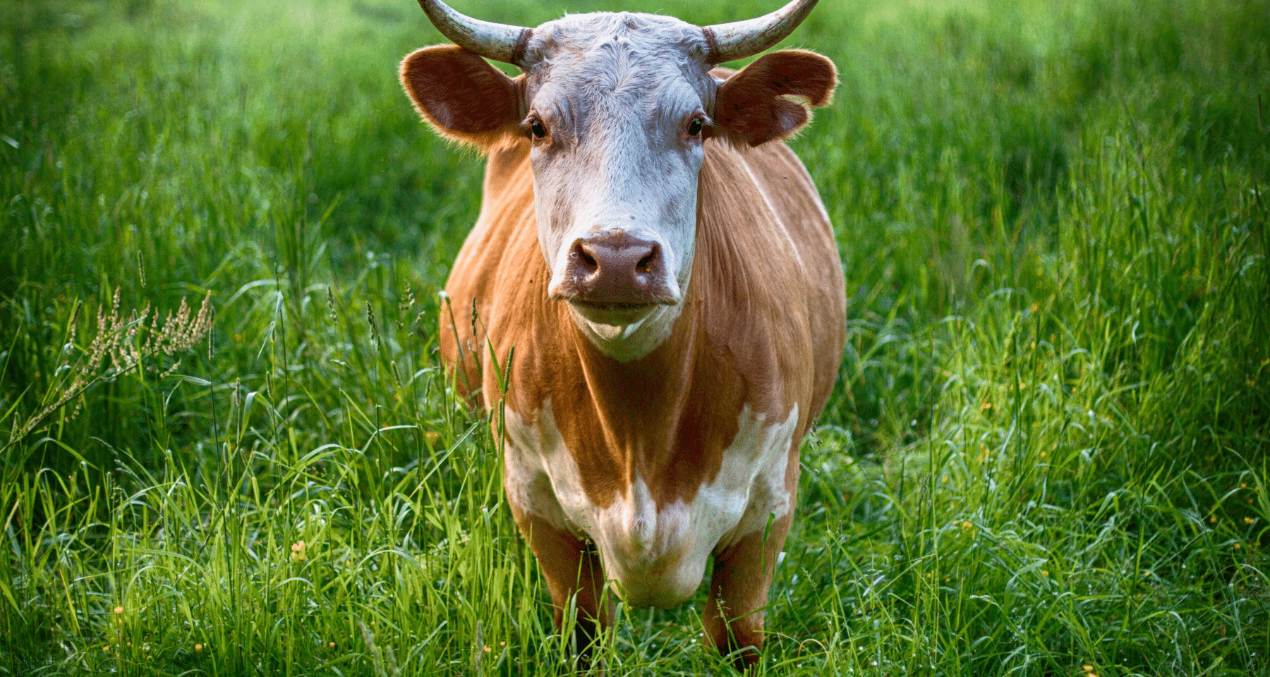 Crypto TUTTE IN BULL RUN: volano $PNUT, ma anche CRO, ALGO e Ripple. Che succede? [ANALISI]