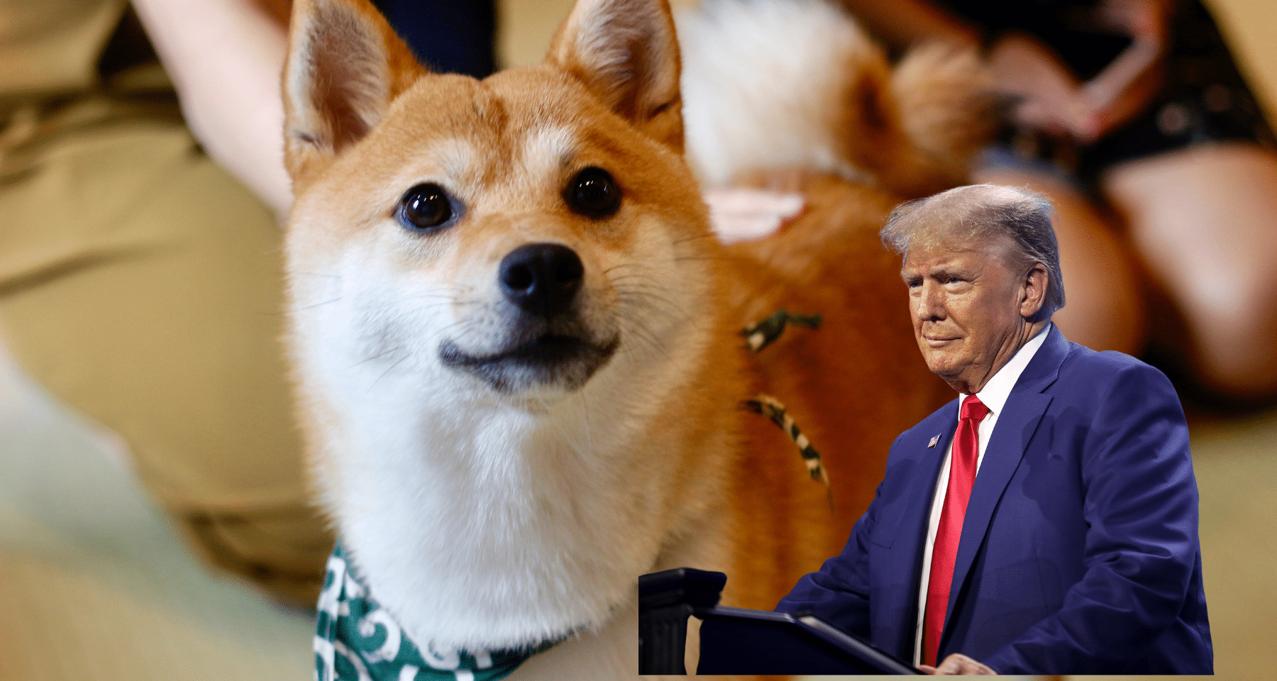 7 nuovi ETF CRYPTO shock negli USA: ci sono anche Trump, Dogecoin e Bonk!