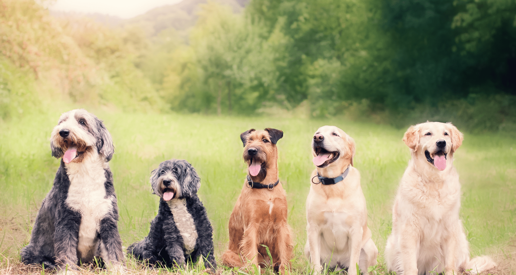 BNB vola a +6% grazie all'onda meme. CZ pronto per lanciare il suo... cane?