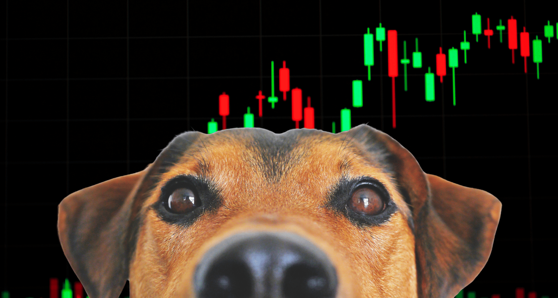 Arriva la carica dei meme su BNB: CZ pubblica il suo cane Broccoli, e lancia la sfida