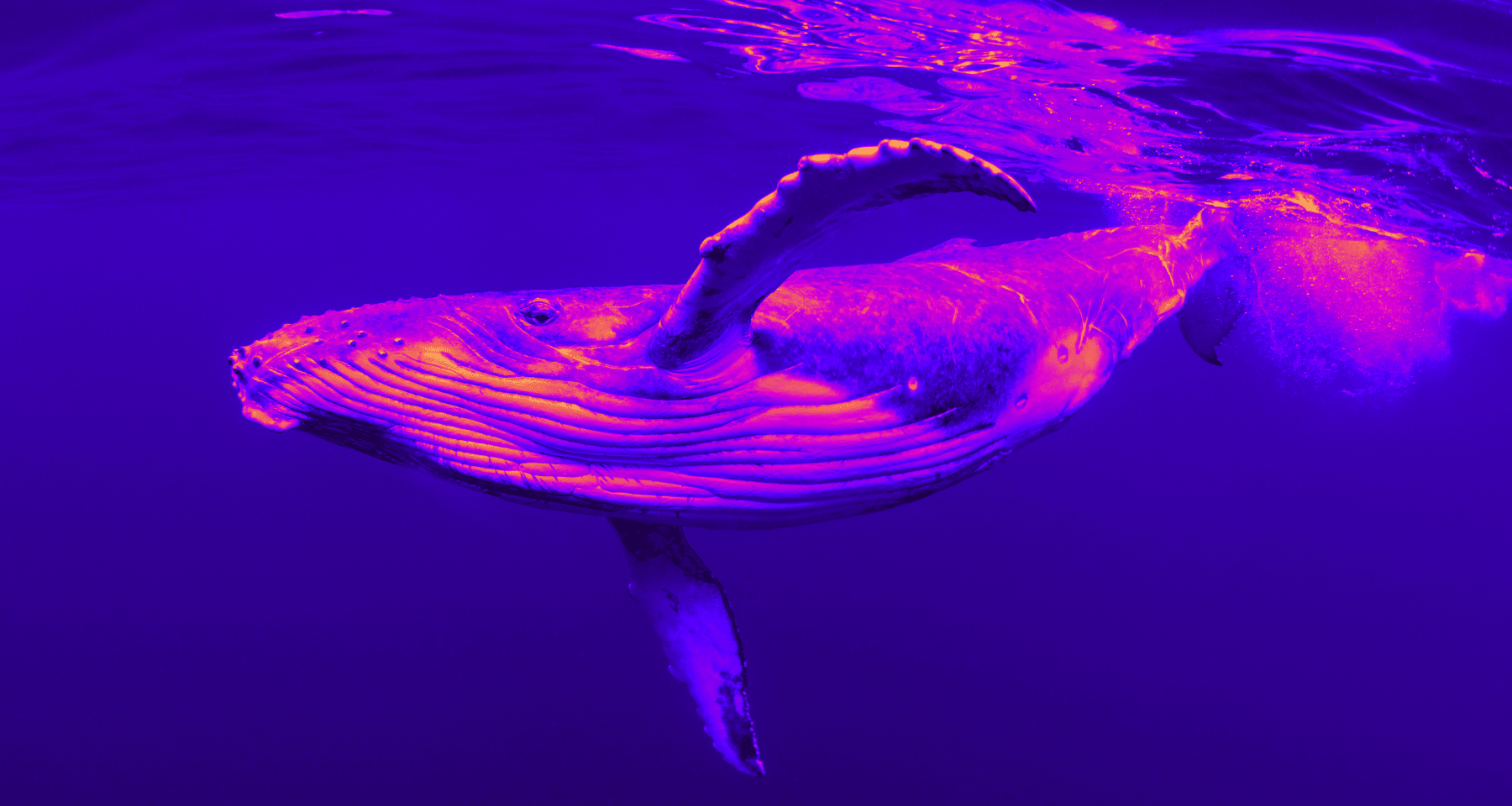 La Whale di Ethereum va 40x SHORT su BITCOIN per 300 milioni di dollari. Perché? L'analisi
