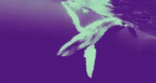 BALENA HYPERLIQUID SHORT