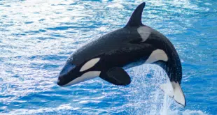 ORCA PUMP