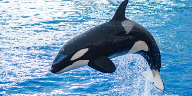 ORCA PUMP