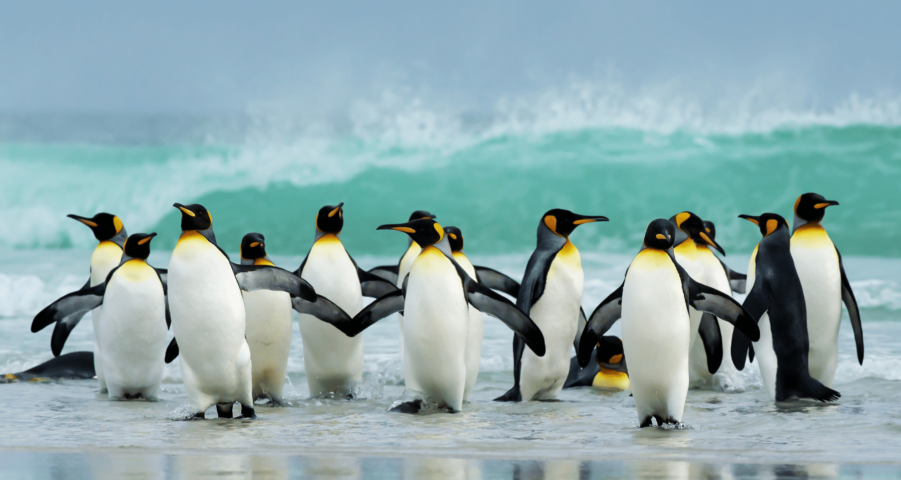 Arriva l'ETF crypto più assurdo di sempre: Canary ci prova con $PENGU. Strategia top