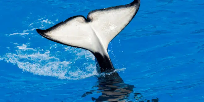 Orca (ORCA)