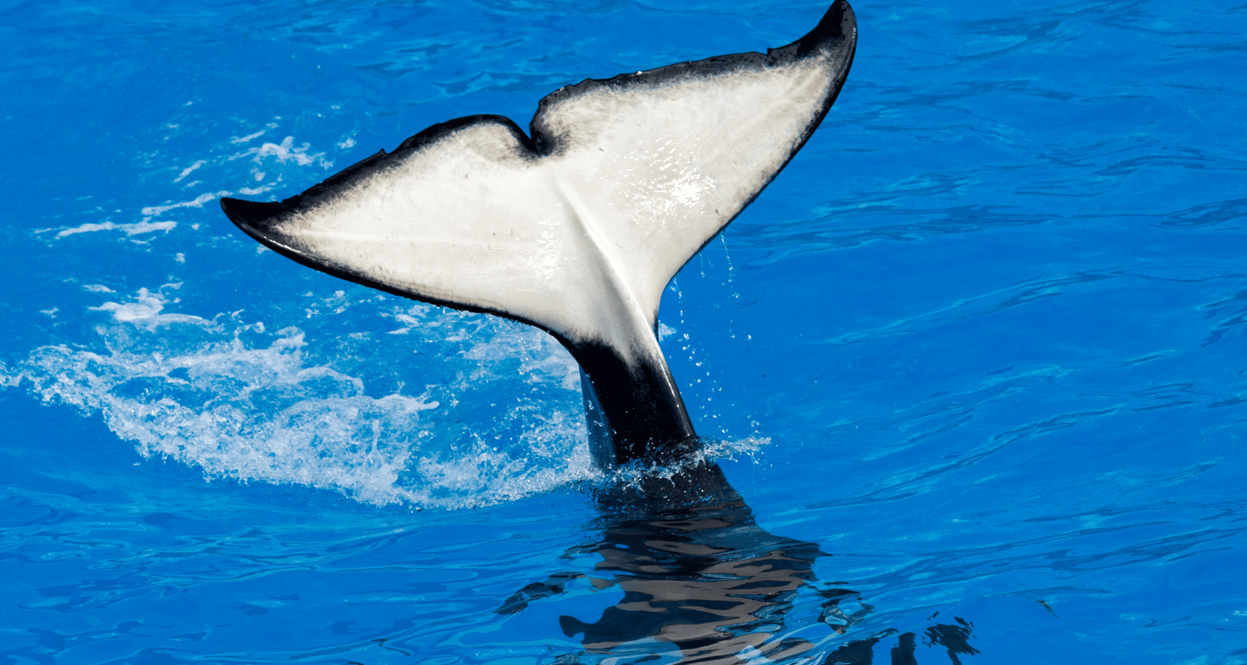 Orca (ORCA) esplode con +170%. Attenzione alla volatilità [Analisi]