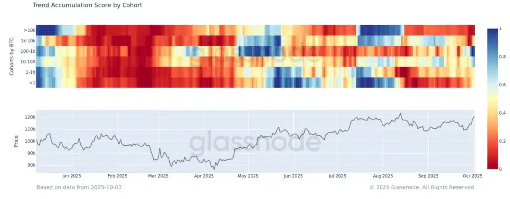 accumulazione whales bitcoin