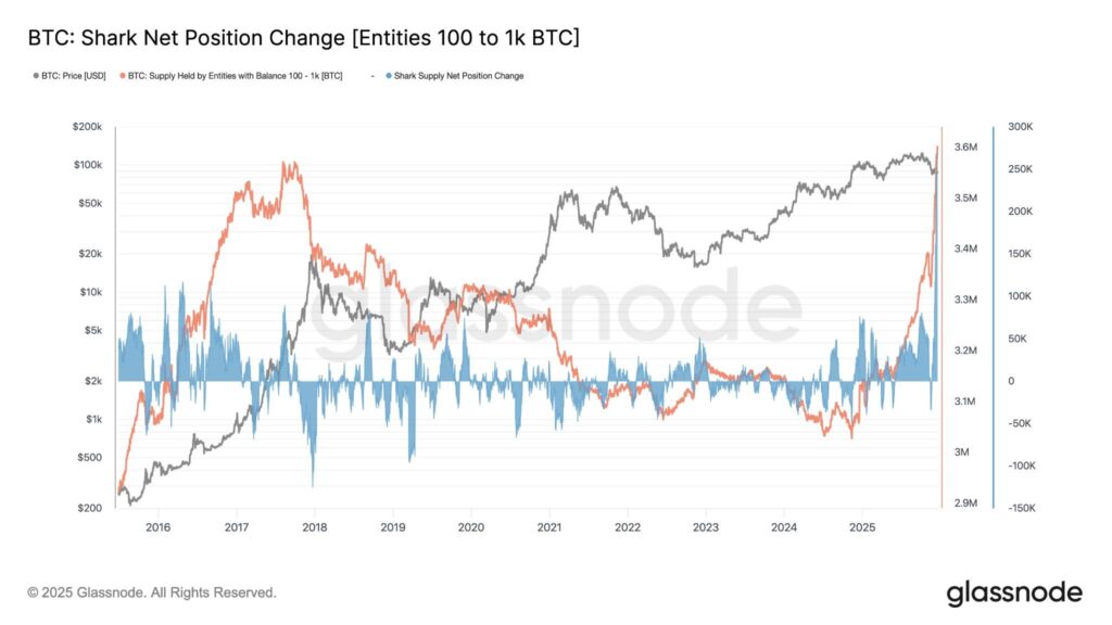 bitcoin squali