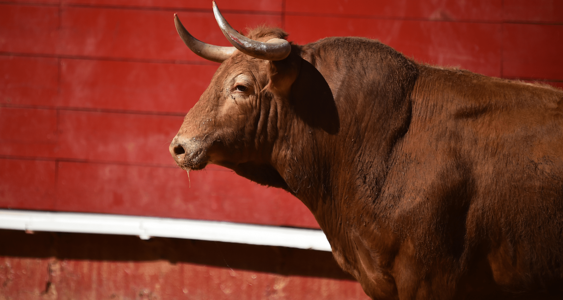 Sei previsioni SUPER BULLISH su Bitcoin e crypto: parla il gigantesco exchange sudamericano