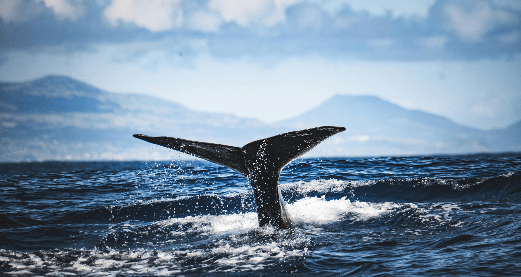 Bitcoin: Whale VENDONO TUTTO. Record di uscite grandi wallet. Ma c'è un trucco, anzi due!