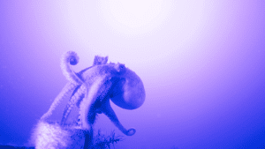Kraken chainlink