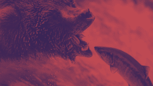 BItcoin dati bear