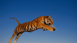 Tiger previsioni