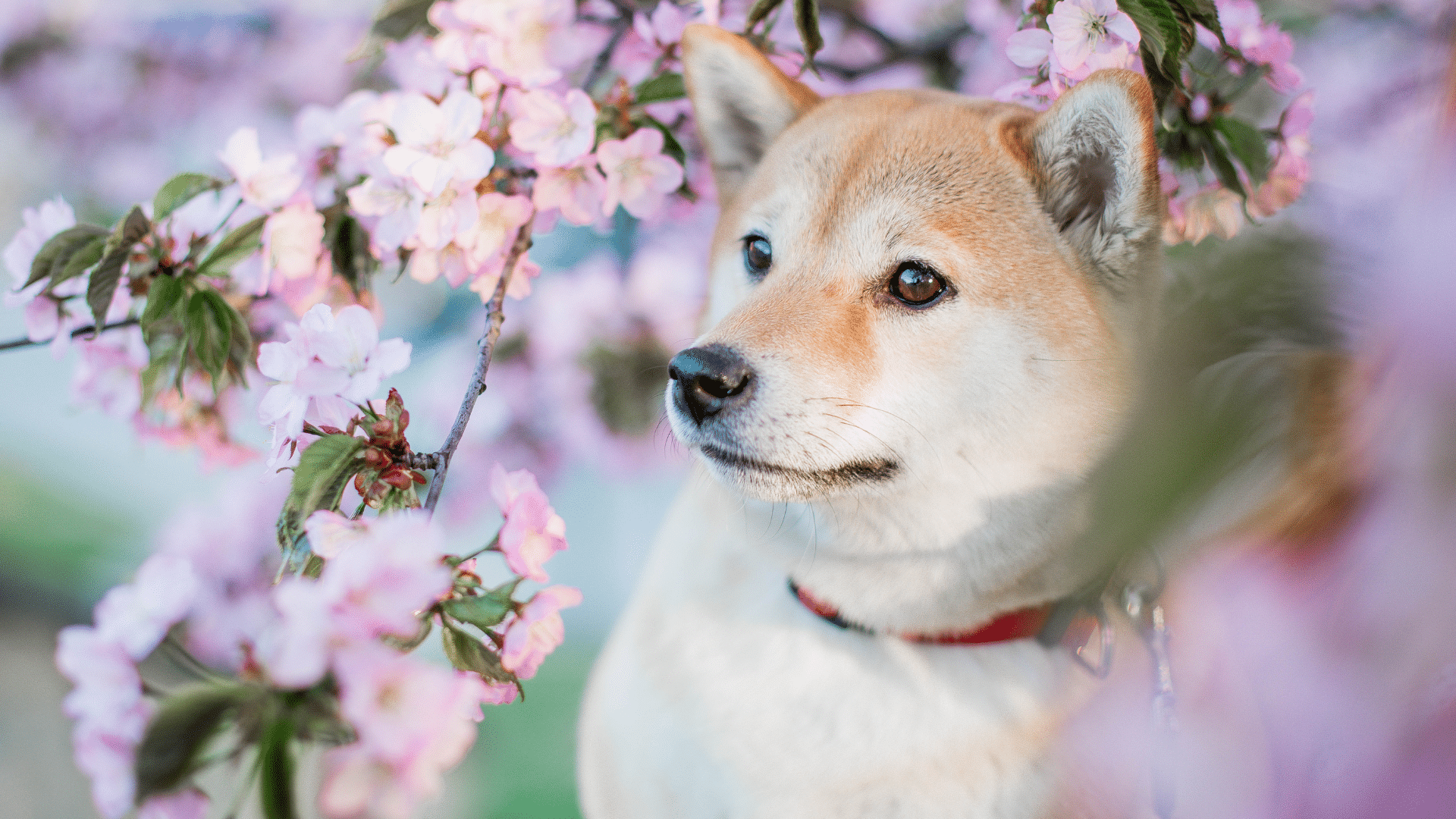 È il ritorno di Shiba Inu. Il team "mai andati via". Sulla meme season incombe però Federal Reserve