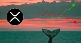 Ripple crypto accumulazione balene XRP trading