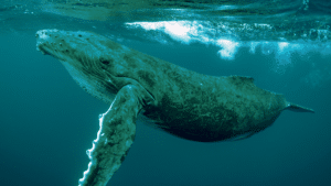 whale bitcoin accumulo