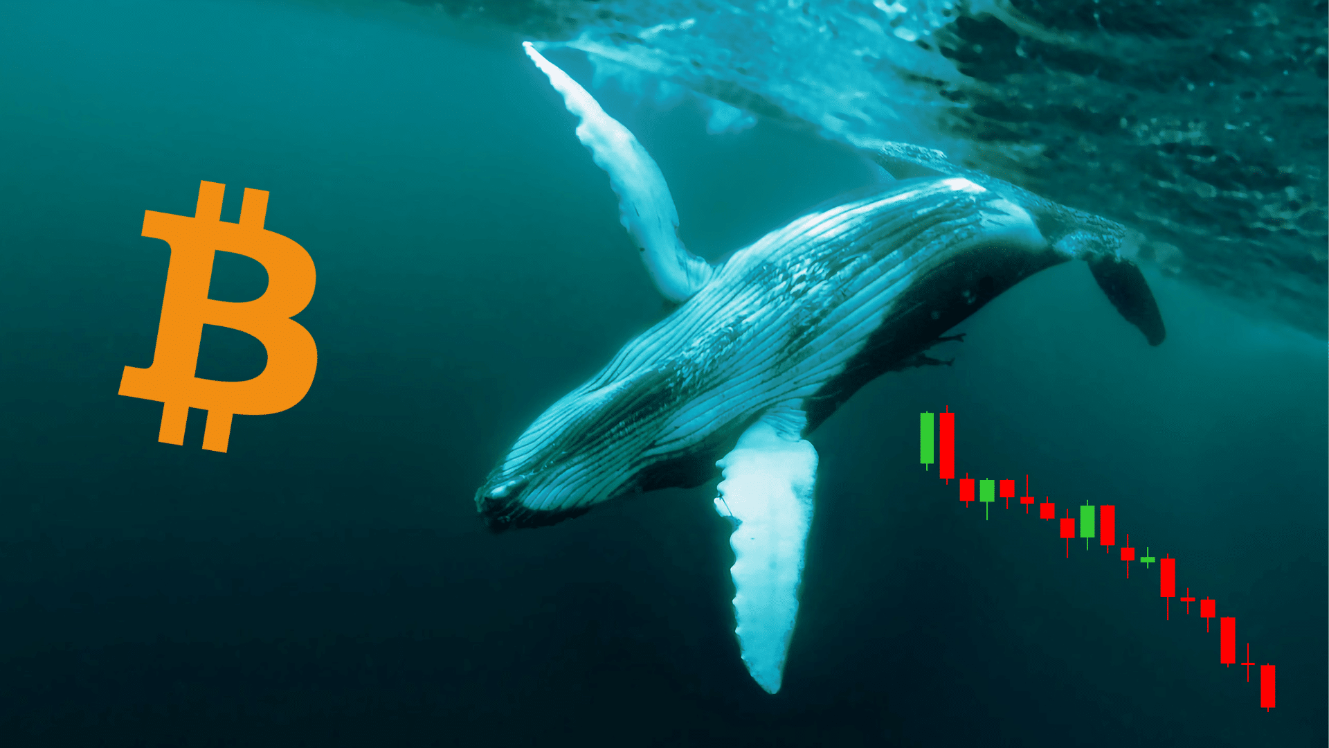 Una misteriosa whale ha depositato su exchange 486 milioni di dollari in Bitcoin: sta per scaricare tutto?