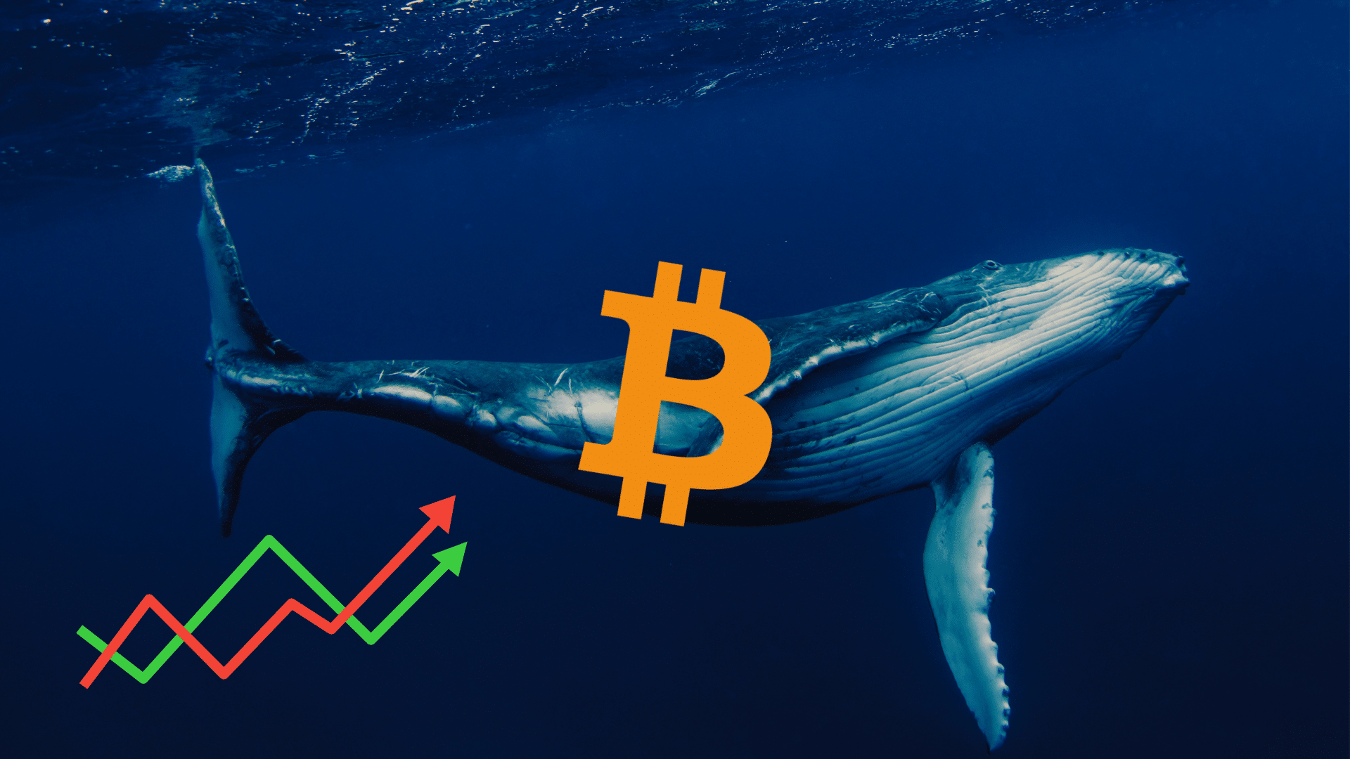 Crolla l'indice della partecipazione dei retail crypto: il rally di settembre è guidato dalle balene