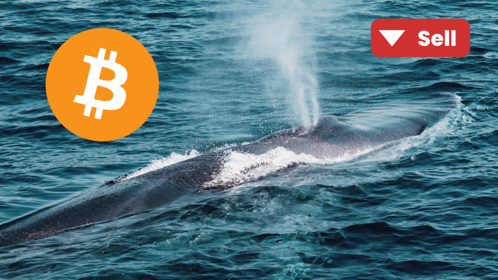 Bitcoin: balena guadagna 33 milioni senza muovere un dito per 13 anni. Il suo investimento è cresciuto di oltre 500 volte